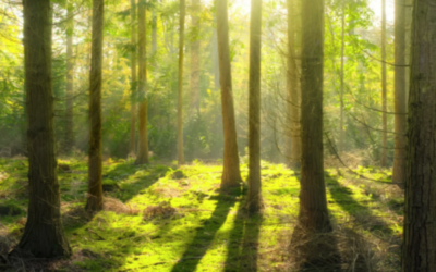 Der Wald ist mehr als ein bisschen Grün